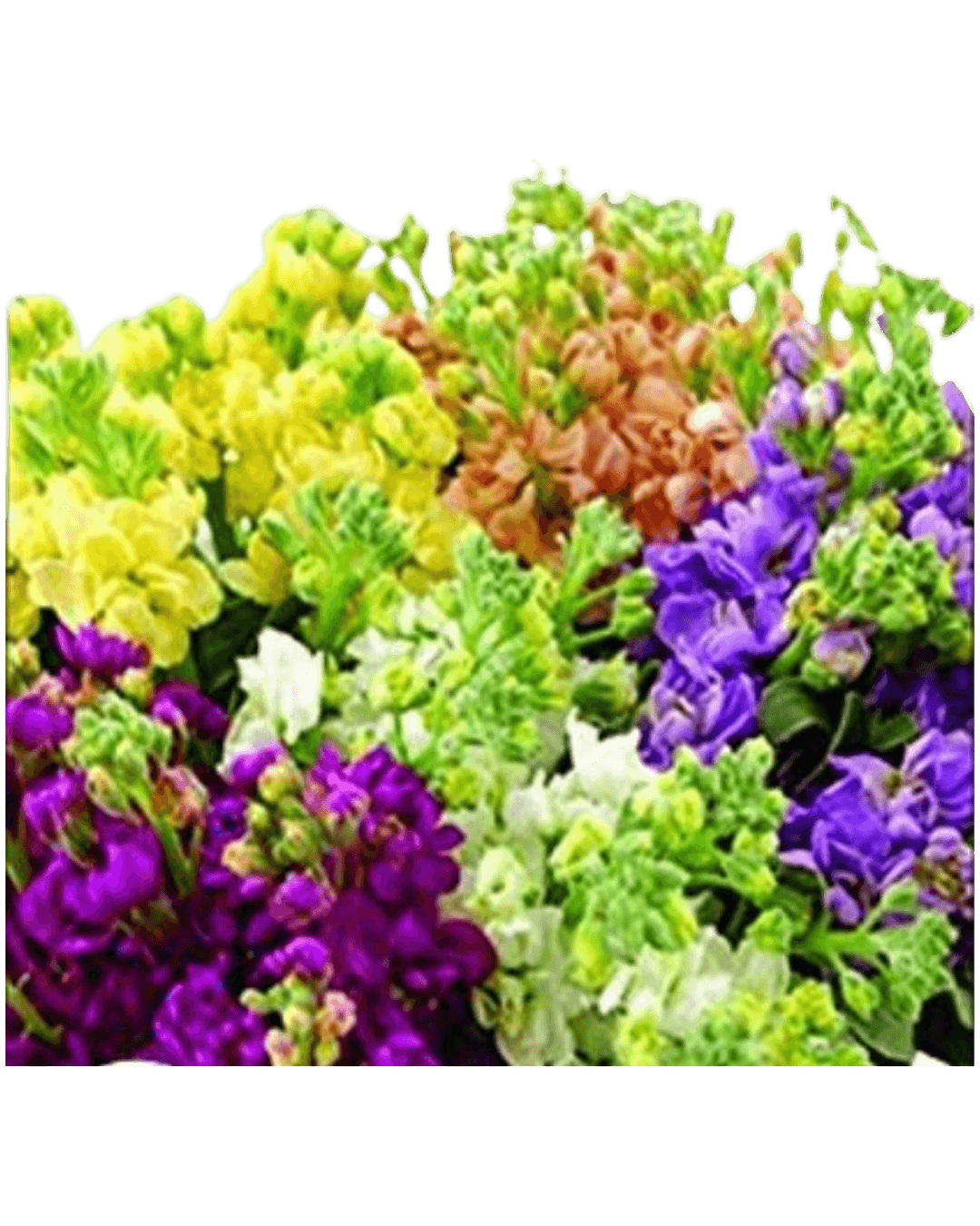 Sunflower Minature Flower Seeds - Excellent Quality Flower Seeds 20+ In Count |