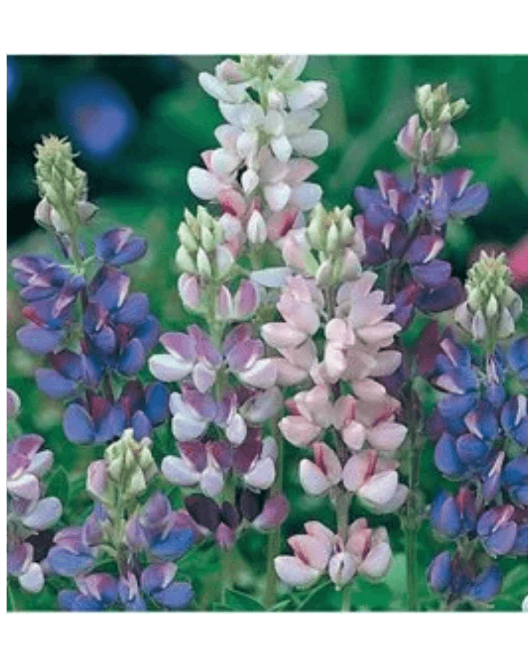 Lupin Pixie Mix color pack of 20 seeds For Garden and Balcony |
