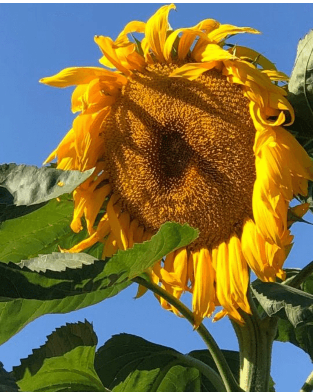 Sunflower Seeds, Russian Large Bloom - Excellent Quality Selected 20+ Flower Seeds |
