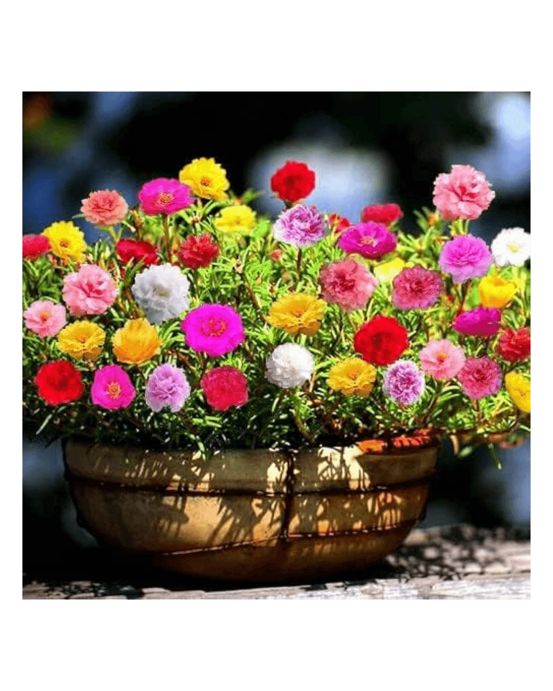 Portuluca Flower Seeds - Double Mix - 20+ in Count