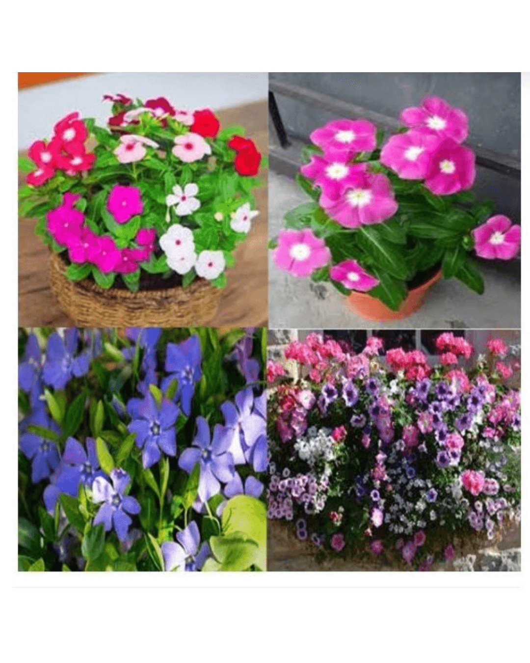 Baramase - All-Time Flower Antier Vinca Mixed Flower 30 Seeds For Garden And Balcony